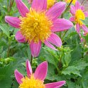 Dahlia x 'Funambule' fleur
